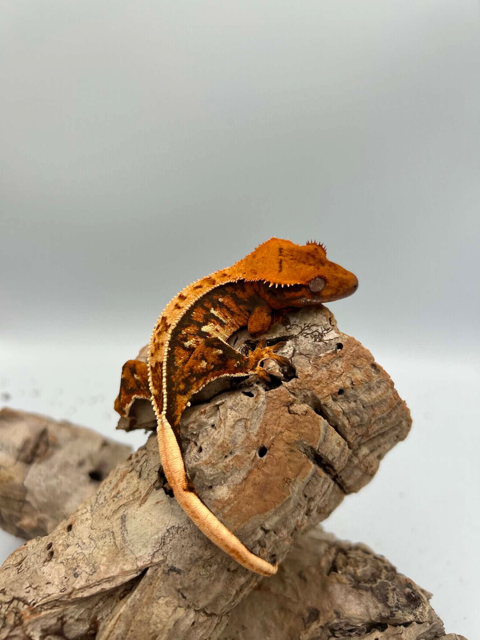 Twix (up incoming)