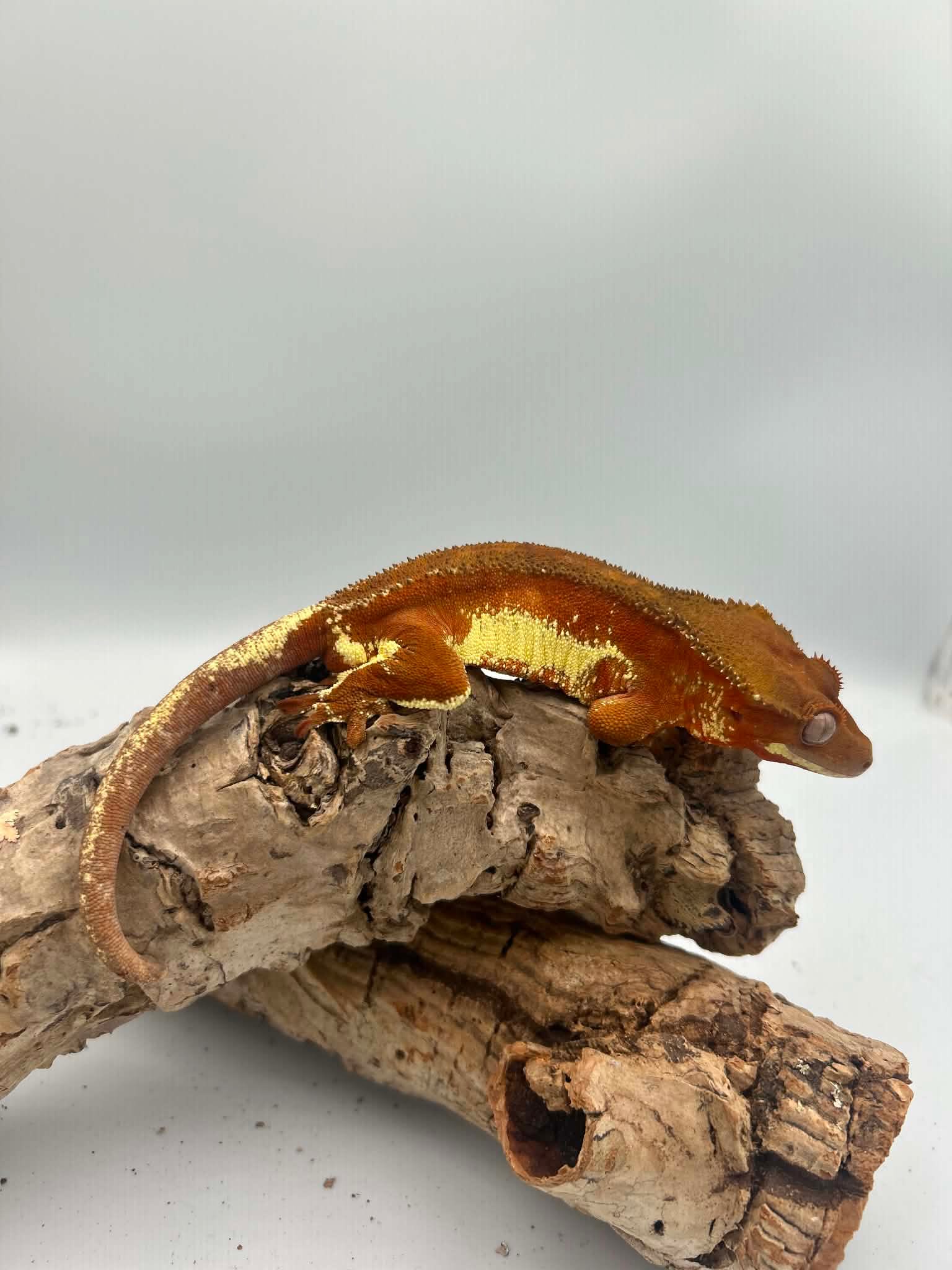 Chili