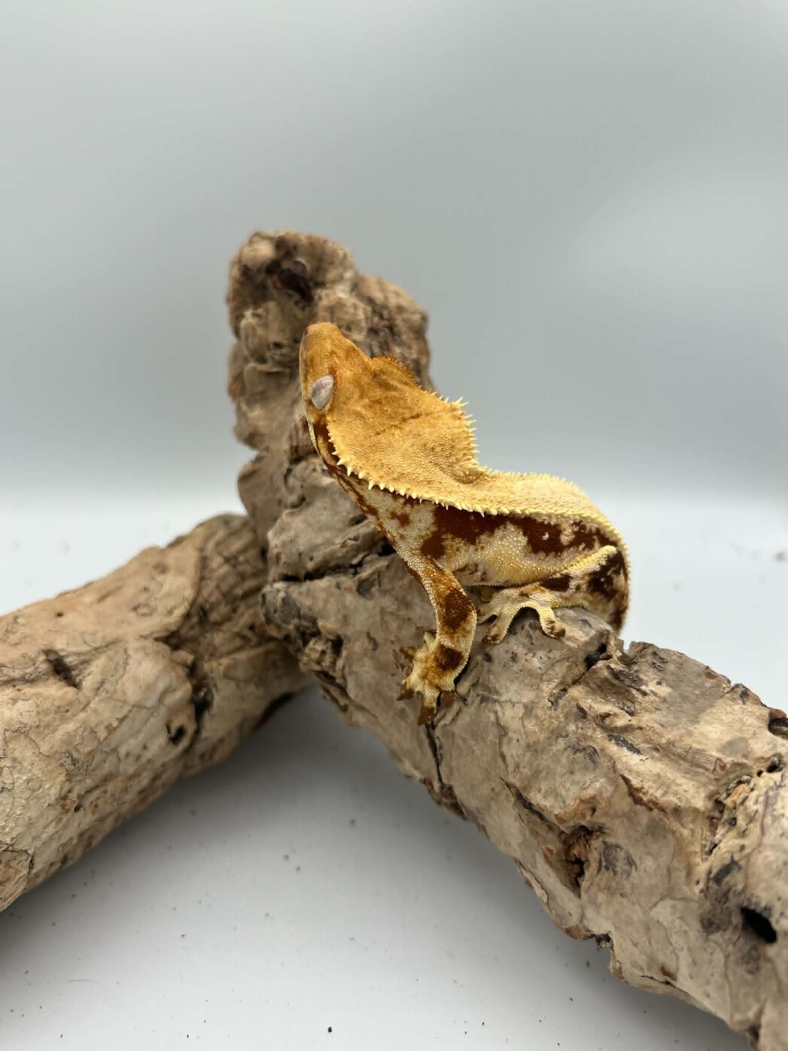 Kronegekko Rød Base Lillywhite