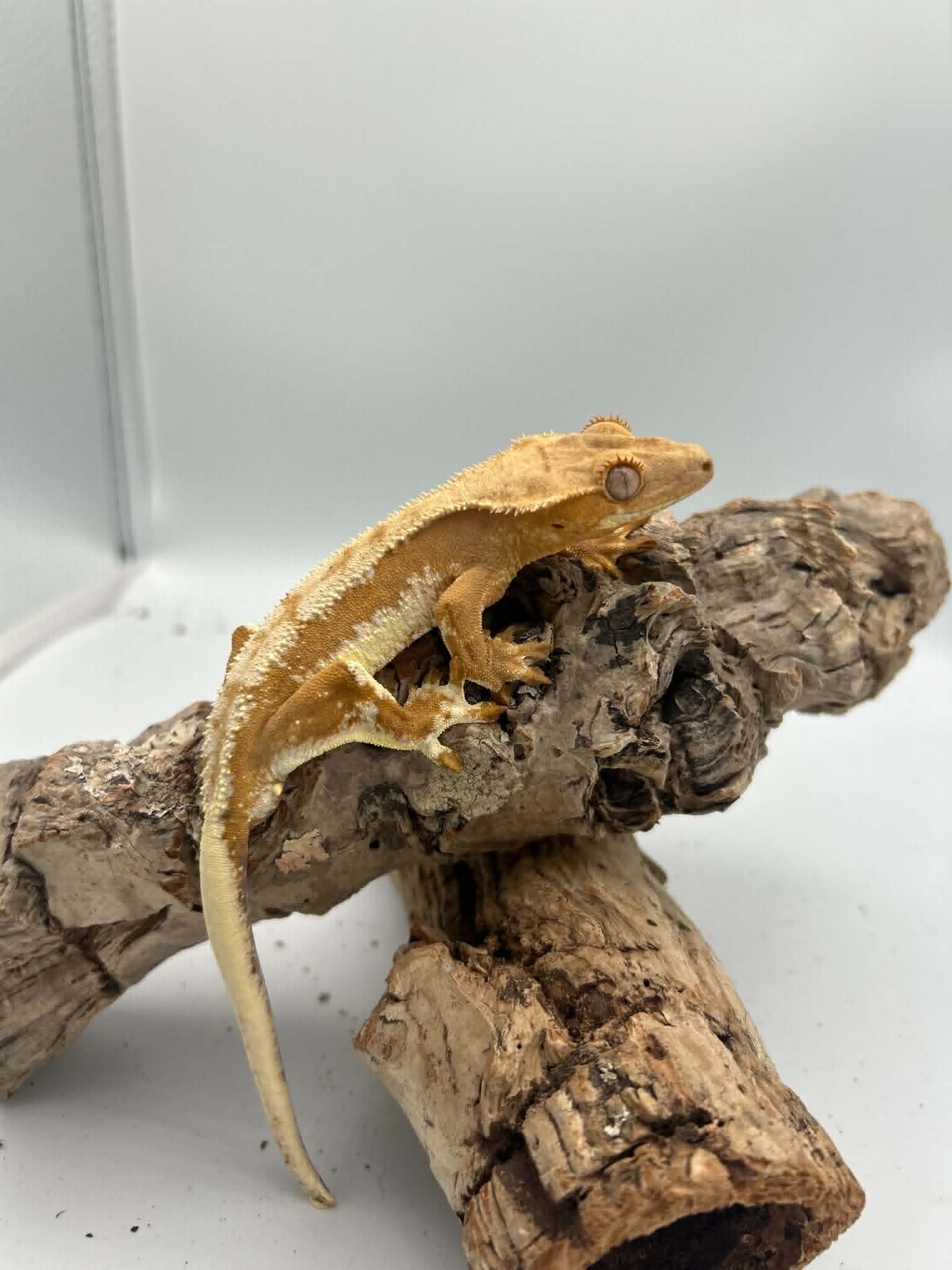 Kronegekko – Gul Lillywhite