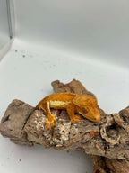 Kronegekko – Gul Phantom Lillywhite