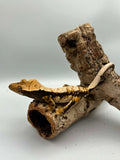 Kronegekko Harlequin Han