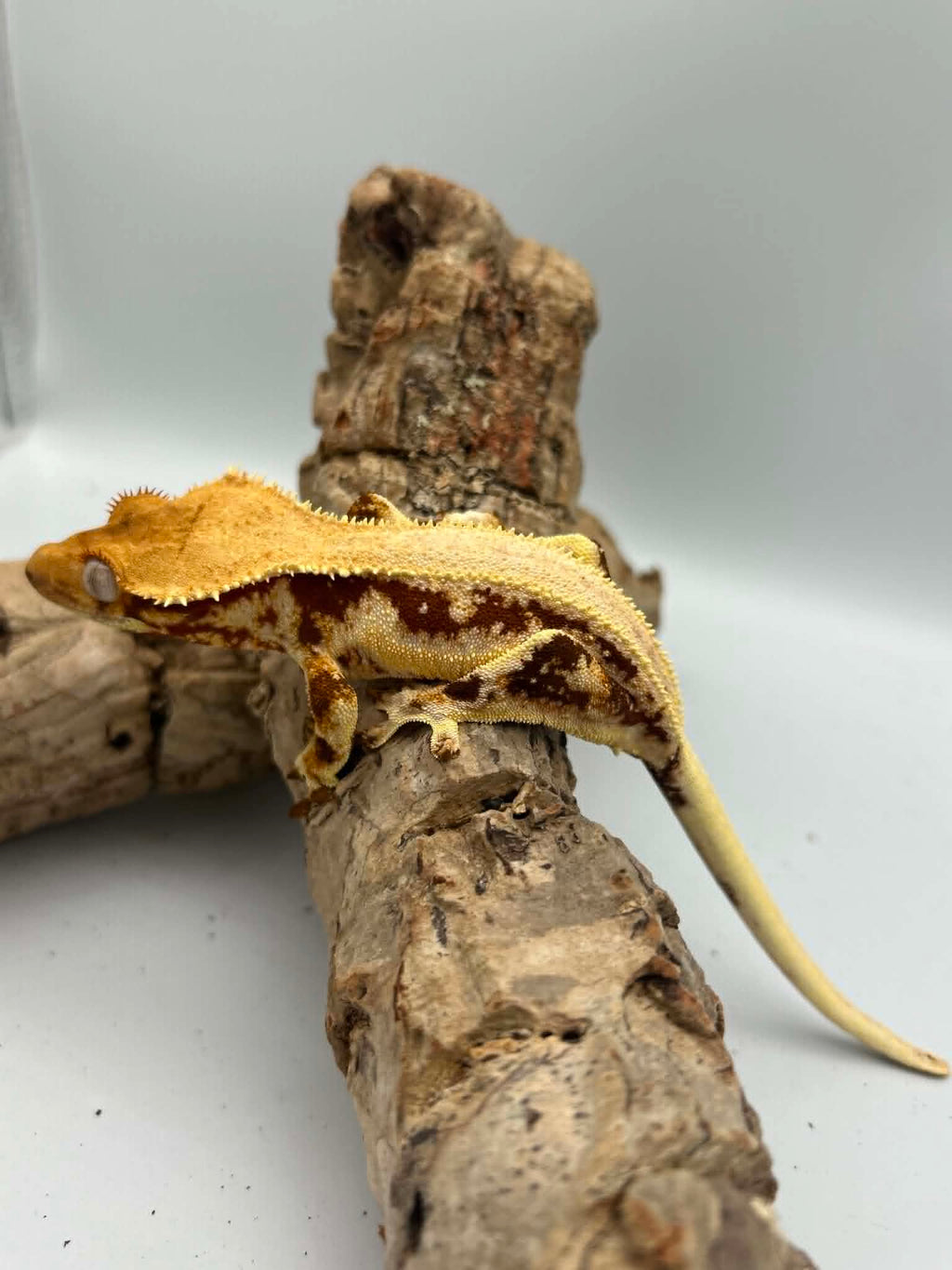 Kronegekko Rød Base Lillywhite