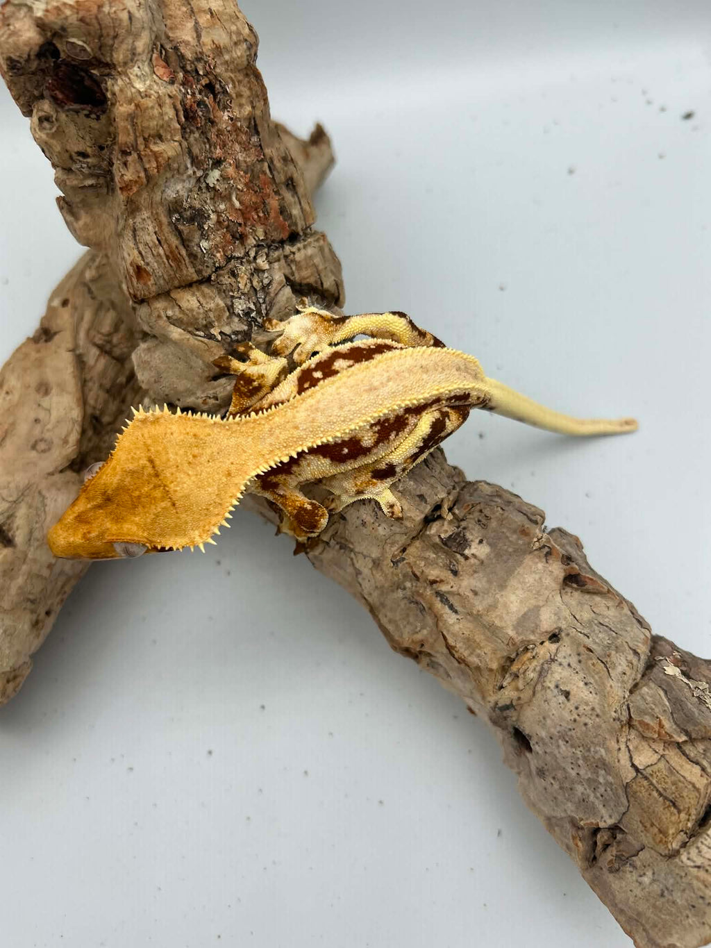 Kronegekko Rød Base Lillywhite