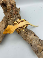 Kronegekko Rød Base Lillywhite