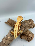 Kronegekko – Rød Base Lillywhite