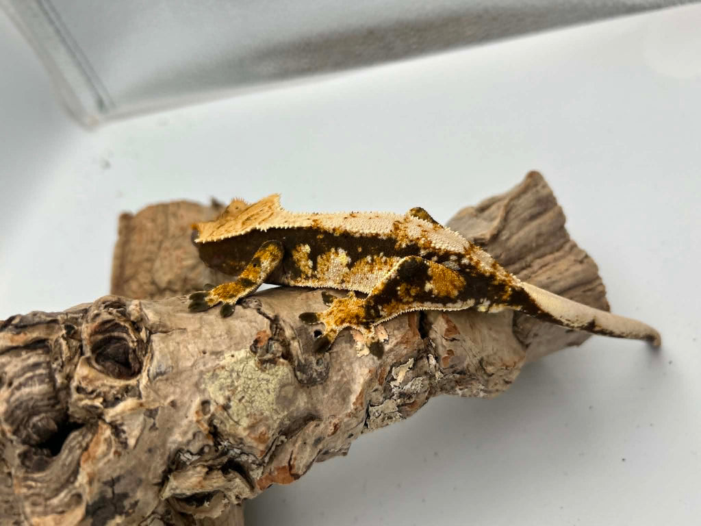 Kronegekko Harlequin Han