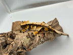 Kronegekko Harlequin Han