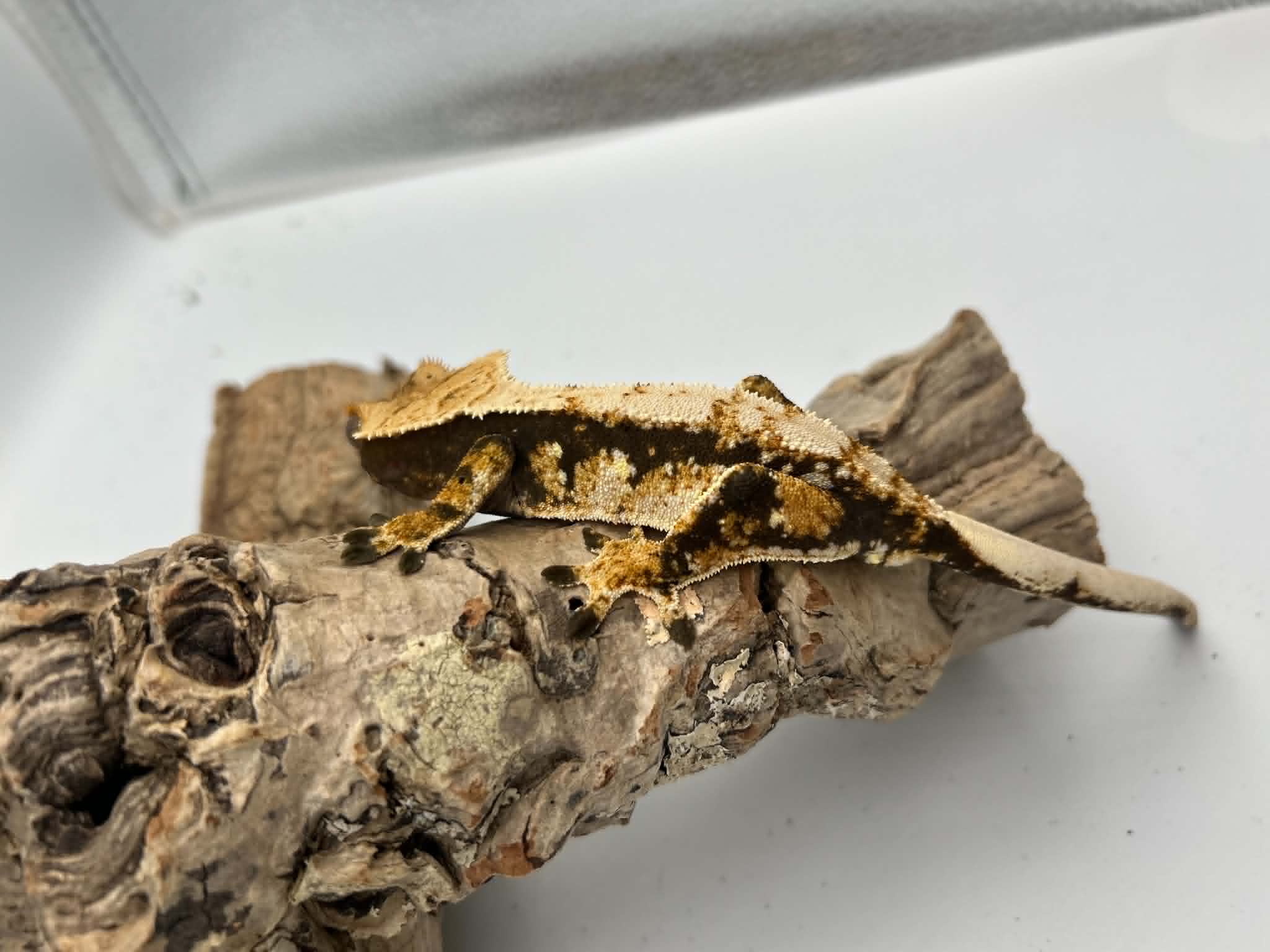 Kronegekko Harlequin Han