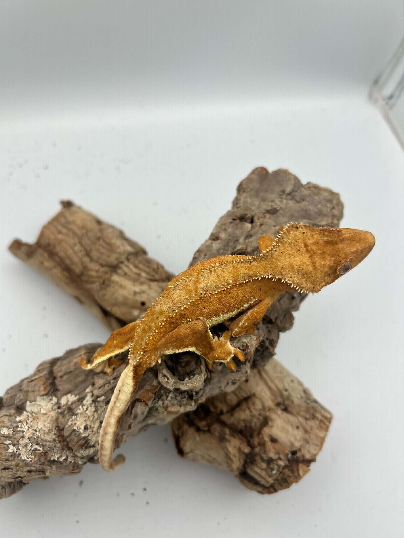 Kronegekko – Gul Phantom Lillywhite