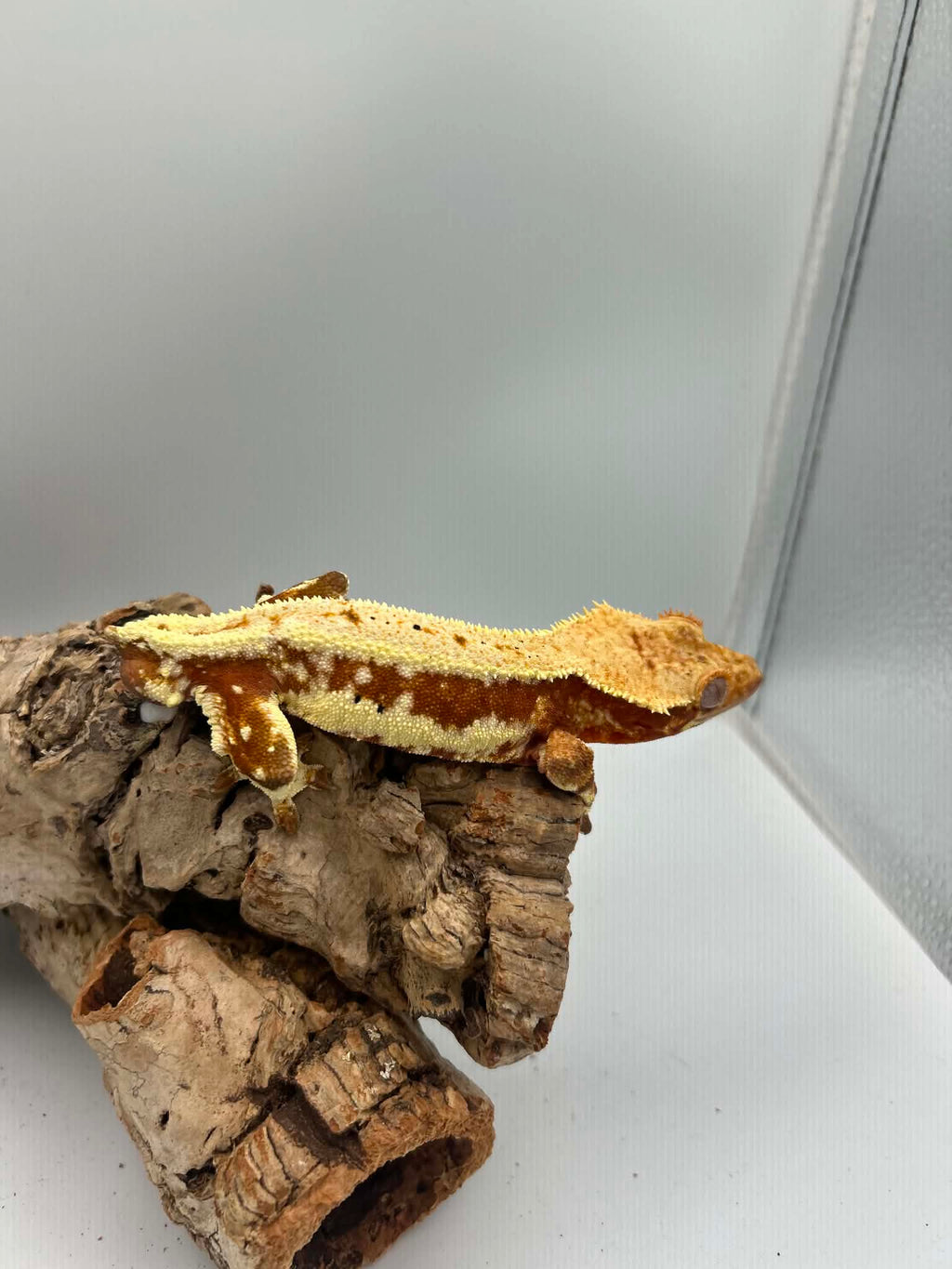 Kronegekko – Rød Base Lillywhite