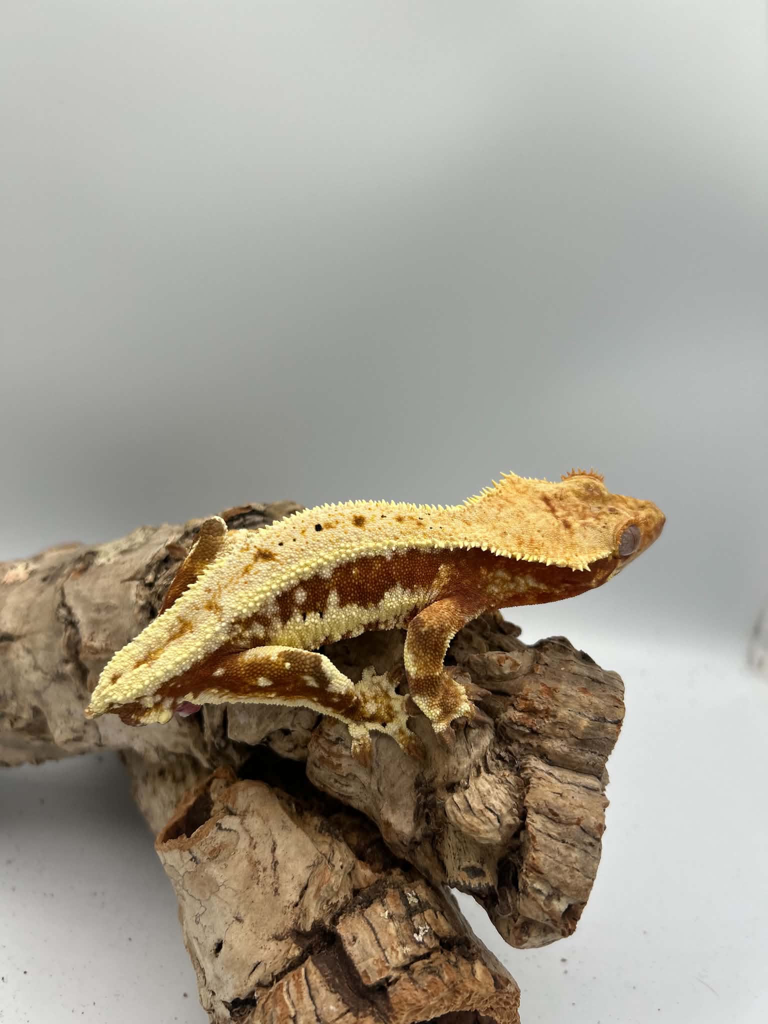 Kronegekko – Rød Base Lillywhite