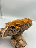 Kronegekko – Gul Phantom Lillywhite