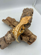 Kronegekko – Gul Lillywhite